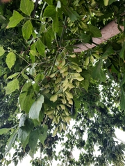Acer negundo