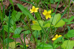 Waldsteinia ternata