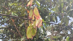Dipterocarpus