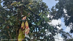 Dipterocarpus