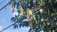 Dipterocarpus