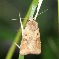 Diarsia mendica