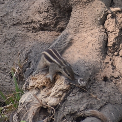 Funambulus pennantii