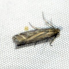 Nyctegretis lineana