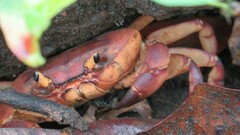 Barytelphusa cunicularis