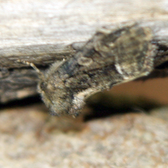 Oligia latruncula