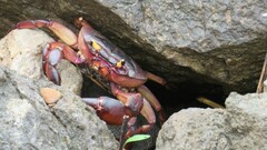 Barytelphusa cunicularis