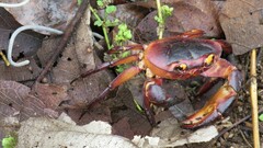 Barytelphusa cunicularis