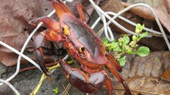 Barytelphusa cunicularis