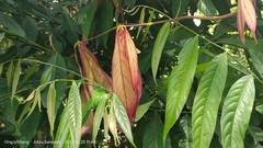 Dipterocarpus