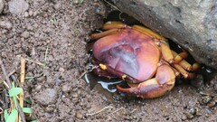 Barytelphusa cunicularis