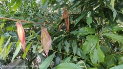 Dipterocarpus