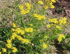 Senecio madagascariensis
