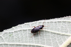Synuchus