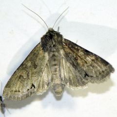 Polia bombycina