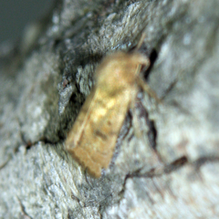 Hoplodrina octogenaria