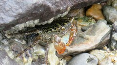 Metopograpsus frontalis