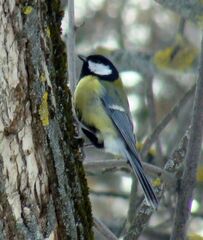 Parus major