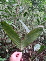 Bactris aubletiana