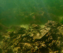 Trygonorrhina dumerilii