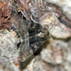 Oligia latruncula