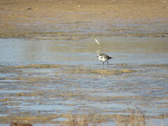 Charadrius alexandrinus
