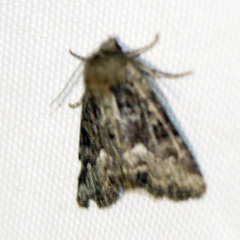 Oligia strigilis