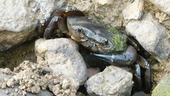 Barytelphusa cunicularis