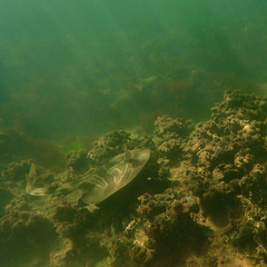 Trygonorrhina dumerilii