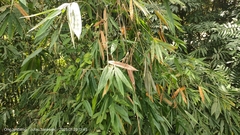 Bambusoideae