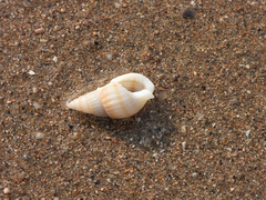 Nassarius variciferus