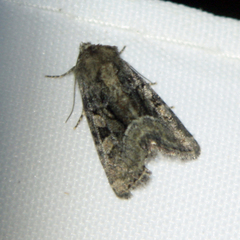 Oligia latruncula