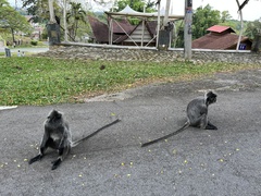 Trachypithecus cristatus