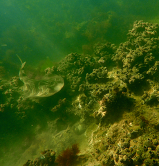 Trygonorrhina dumerilii