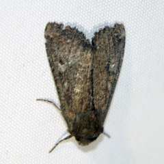 Apamea lateritia