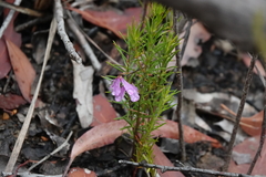 Tetratheca rubioides