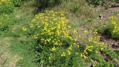 Senecio madagascariensis