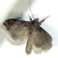 Polia bombycina