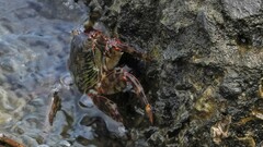 Grapsus albolineatus