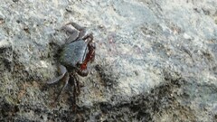 Metopograpsus frontalis