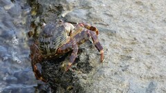 Grapsus albolineatus