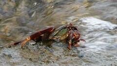 Grapsus albolineatus