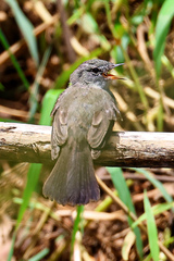 Serpophaga nigricans