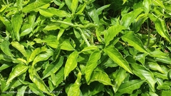 Syngonium angustatum