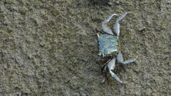 Metopograpsus frontalis