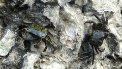 Metopograpsus frontalis