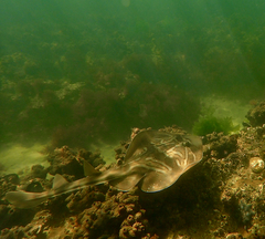 Trygonorrhina dumerilii