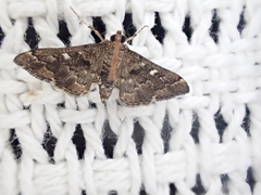Nacoleia rhoeoalis