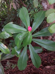 Costus spiralis