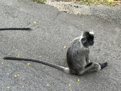 Trachypithecus cristatus